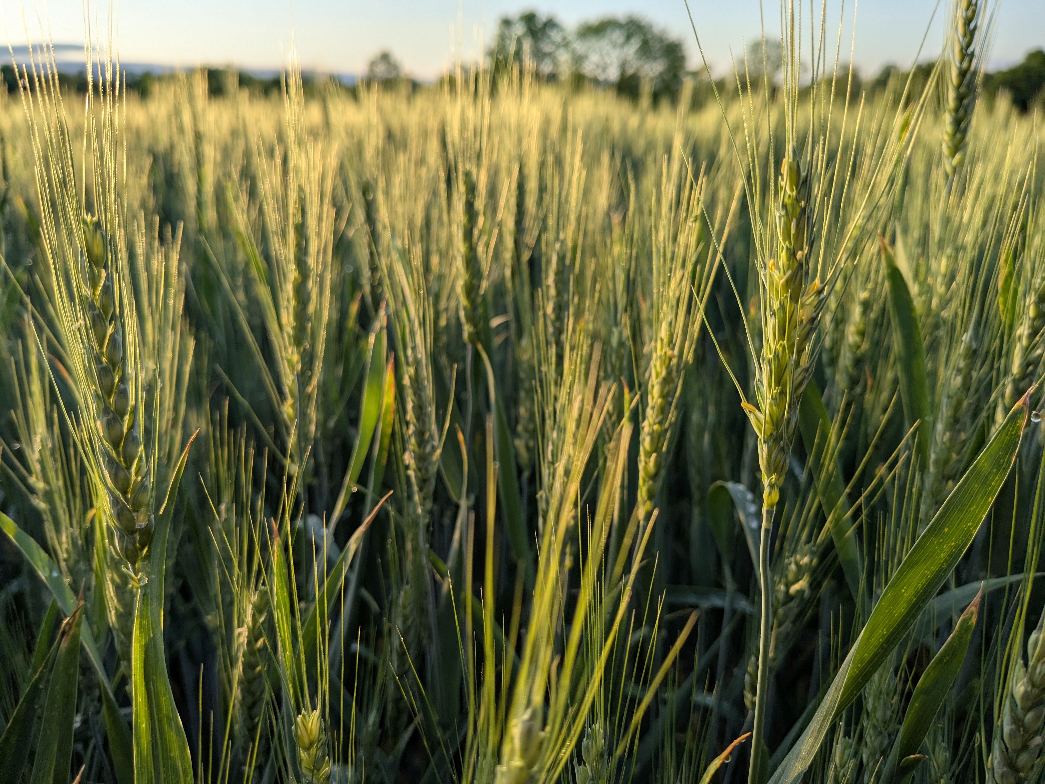 A photo of a wheat field, most plants featuring fully developed heads.